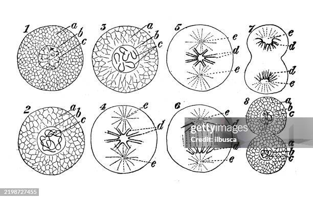 cells, karyokinesis, cell-division - encyclopedia reference stock illustrations