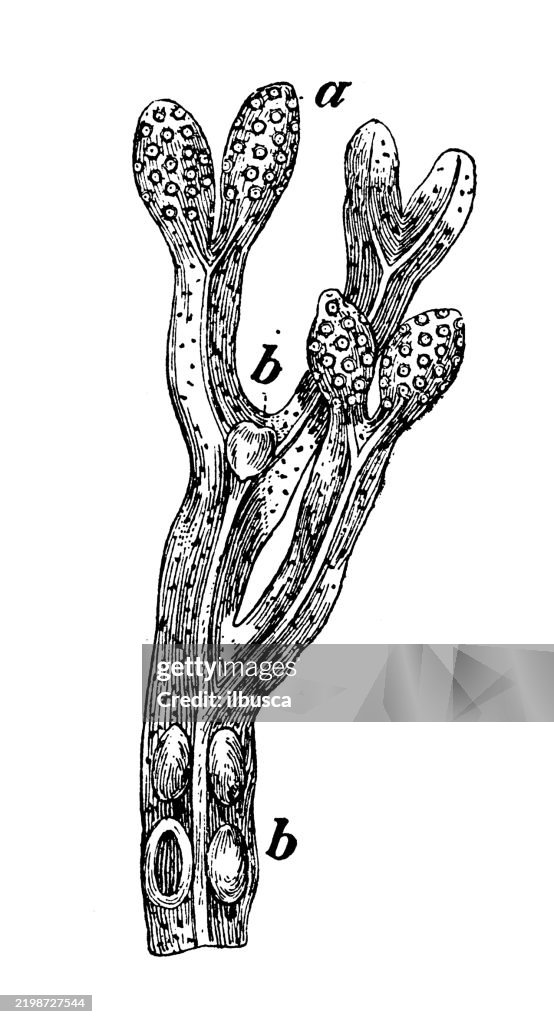 Kelp, Fucus vesiculosus