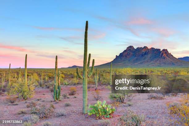 ironwood national monument in arizona - deserto del sonoran foto e immagini stock