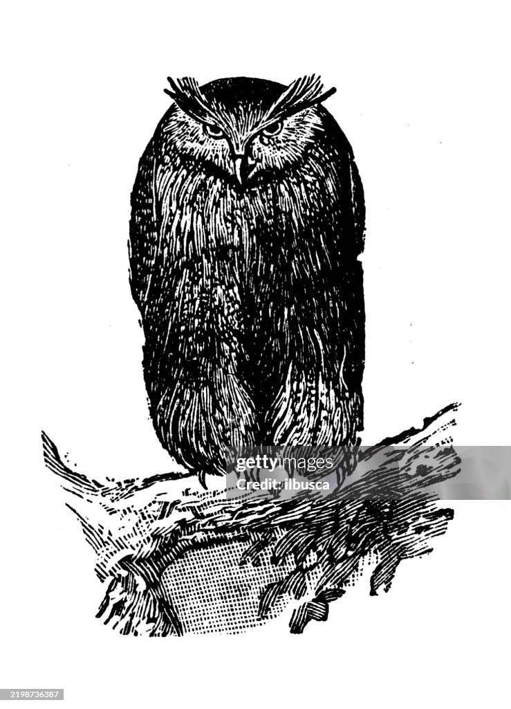 Indian Ketupa, Ketupa ceylonensis