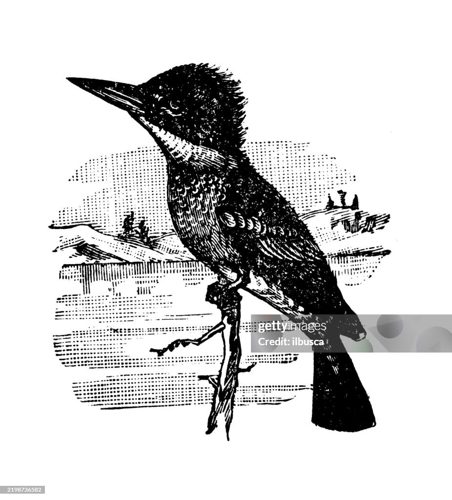 Belted Kingfisher, Ceryle alcyon