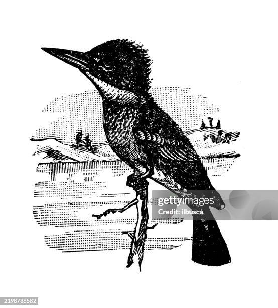 belted kingfisher, ceryle alcyon - ceryle alcyon stock illustrations