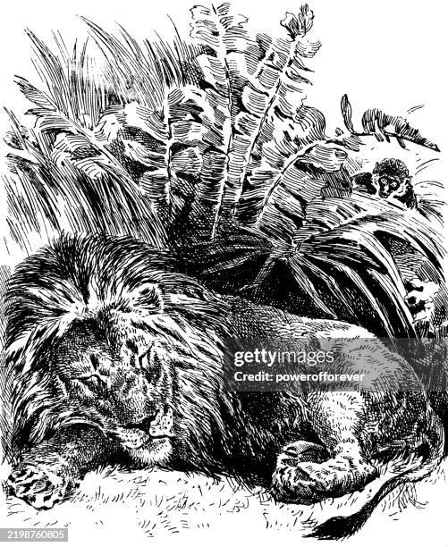 sleeping lion - 19th century - sleeping lion stock illustrations