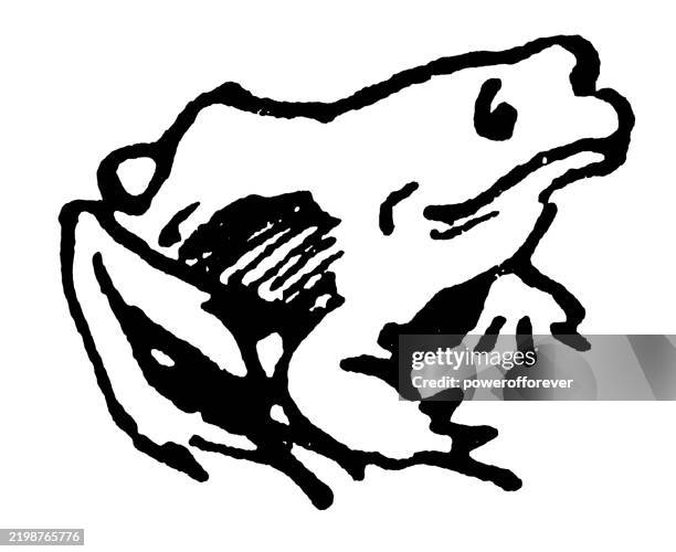 line art frog - 19th century - frog stock illustrations