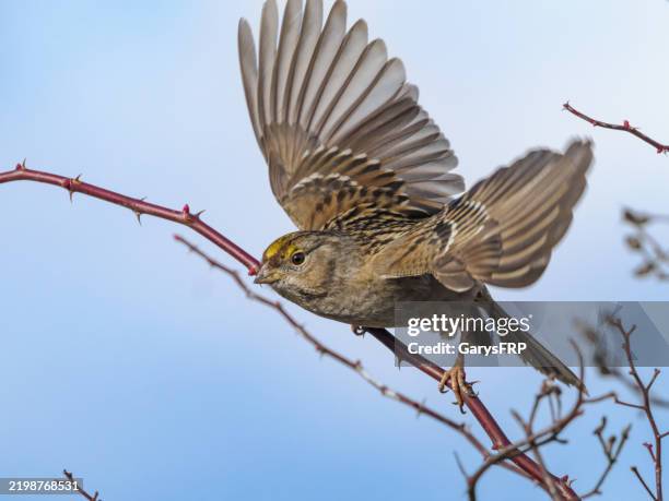 golden-crowned sparrow flying from blackberry vine - mus stockfoto's en -beelden