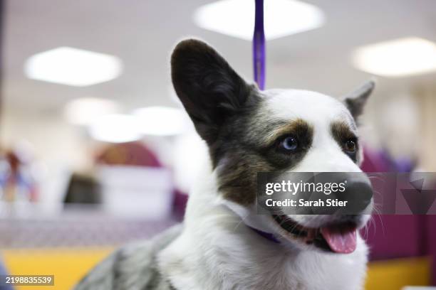 Cardigan Welsh Corgi is groomed backstage during the 149th Annual Westminster Kennel Club Dog Show – Group Judging at Madison Square Garden on...