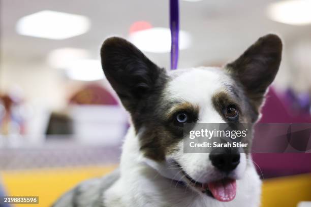Cardigan Welsh Corgi is groomed backstage during the 149th Annual Westminster Kennel Club Dog Show – Group Judging at Madison Square Garden on...