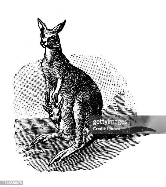 gray kangaroo, macropus giganteus - eastern gray kangaroo stock illustrations