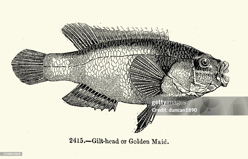 Gilt-head bream, Sparus aurata, Sea life, also known as the gilthead, gilt-head seabream or silver seabream, is a species of marine ray-finned fish, Wildlife, Woodcut print, Vintage illustration