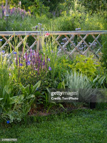 spring backyard garden landscape view of a mixborder planted with perennials and annuals, and ornamental grasses. purple salvia caradonna in bloom - perennial stock pictures, royalty-free photos & images