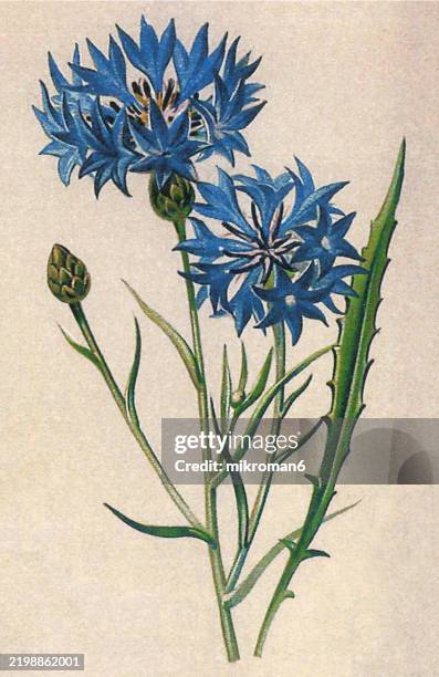 old chromolithograph illustration of botany, cornflower or bachelor's button (centaurea cyanus) an annual flowering plant in the family asteraceae - kornblume stock-fotos und bilder