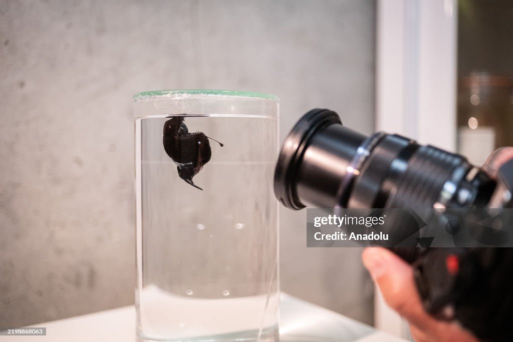 Rare deep-sea anglerfish seen for first time in broad daylight near the coast of Tenerife