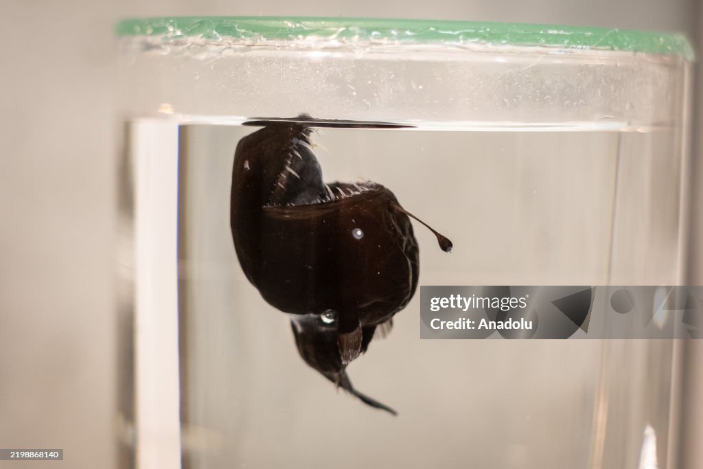 Rare deep-sea anglerfish seen for first time in broad daylight near the coast of Tenerife