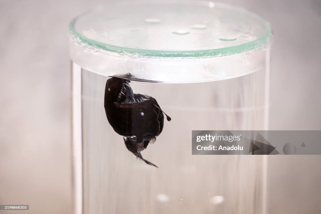 Rare deep-sea anglerfish seen for first time in broad daylight near the coast of Tenerife