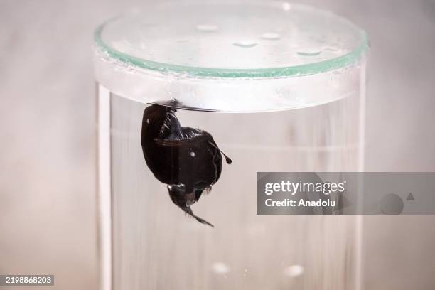Specimen of the black seadevil Humpback Anglerfish known as *Melanocetus johnsonii* is spotted near the coast of Tenerife for the first time in broad...