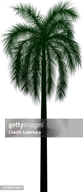 palm tree silhouette - palm-tree-transparent-background stock illustrations