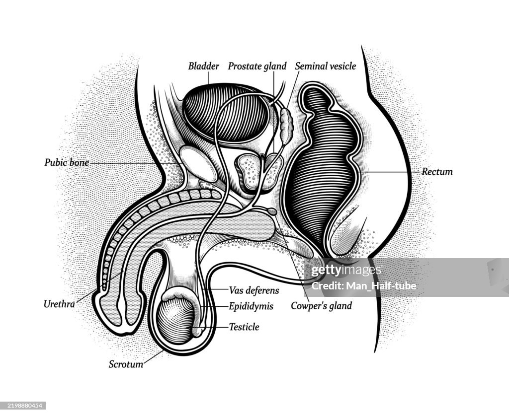 Male Reproductive System