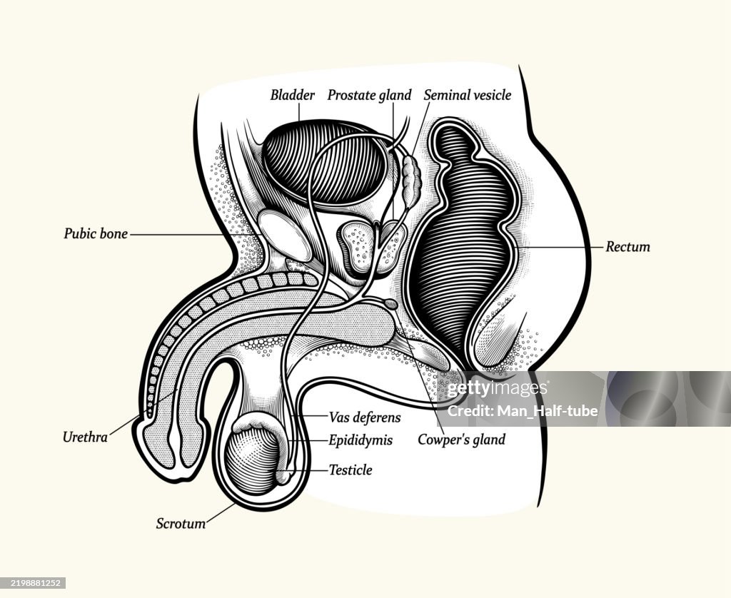 Male Reproductive System