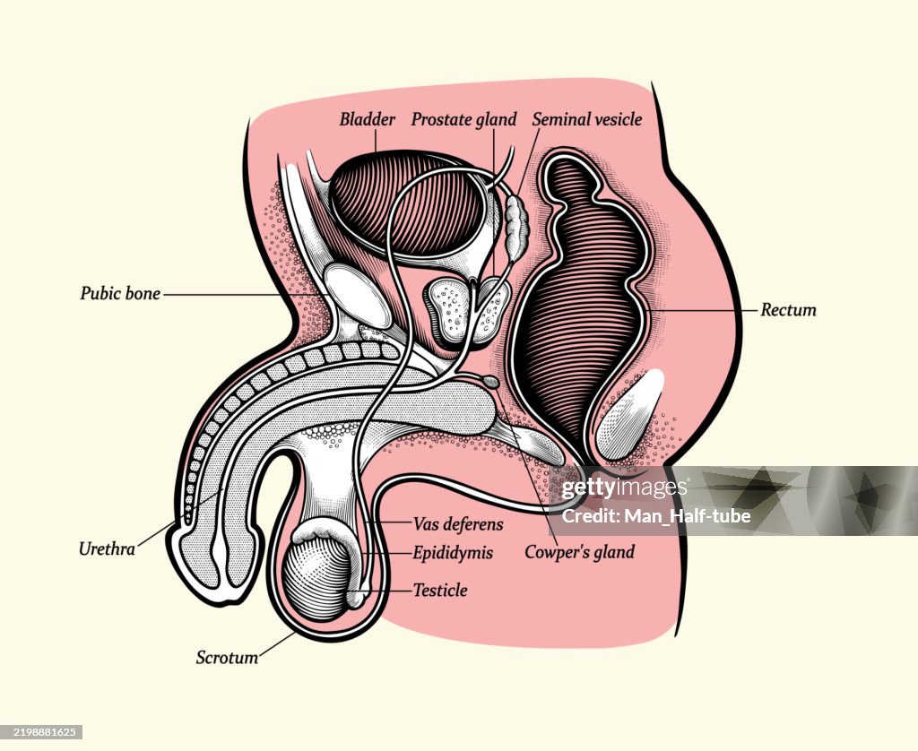 Male Reproductive System