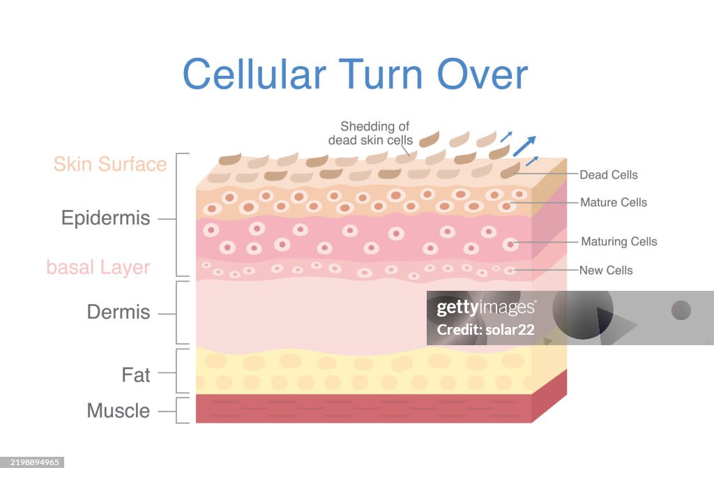 Use Skin Cells Cellular Turn Over Diagram 3d Skin Layer Showing Start Of Cells ...