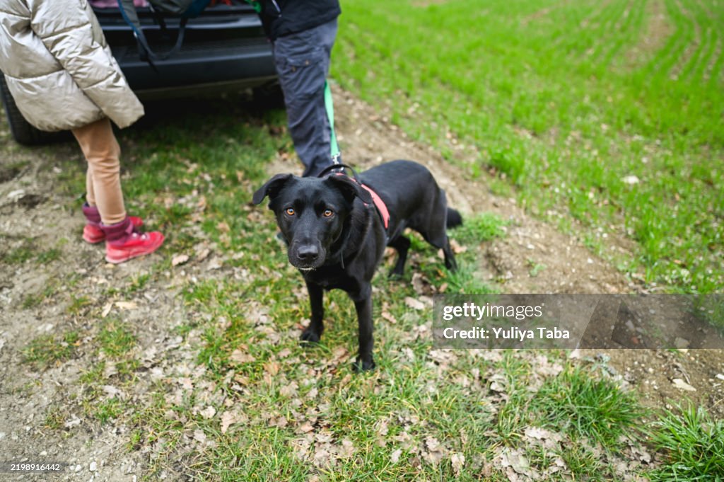Listo para pasear perros en el campo.