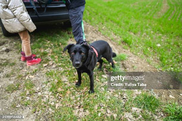 ready for dog walking at countryside. - zwarte-labrador-retriever stockfoto's en -beelden