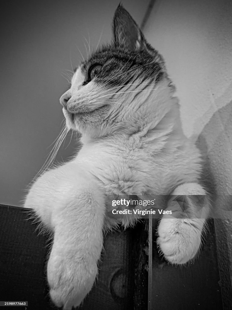Cat laying on a bed