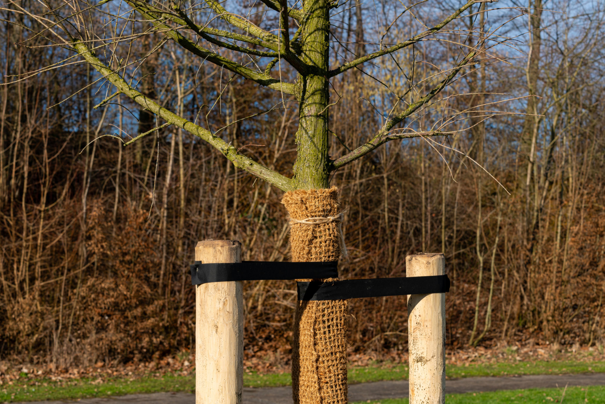 tree protection wildlife