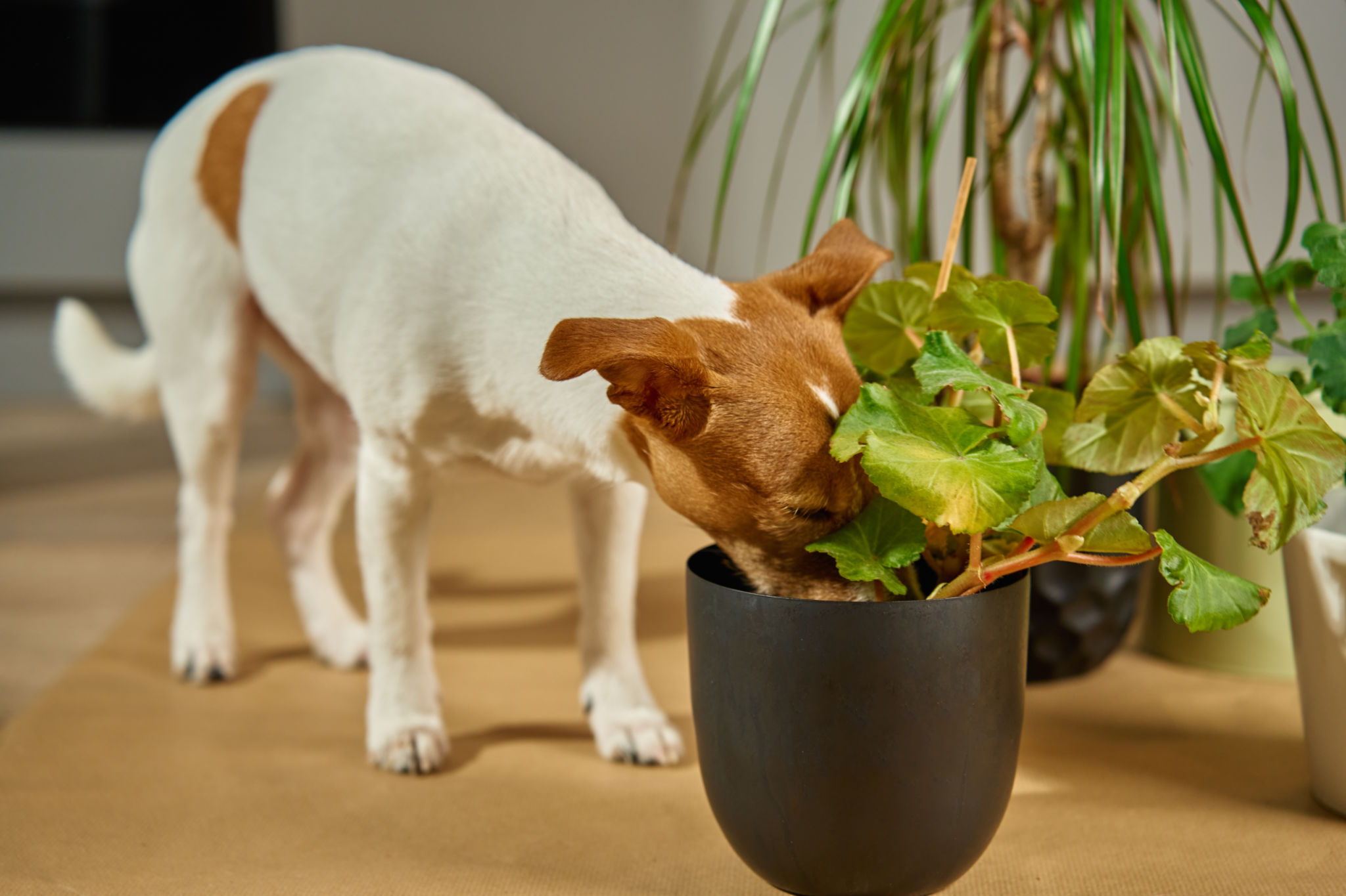 pet friendly plants