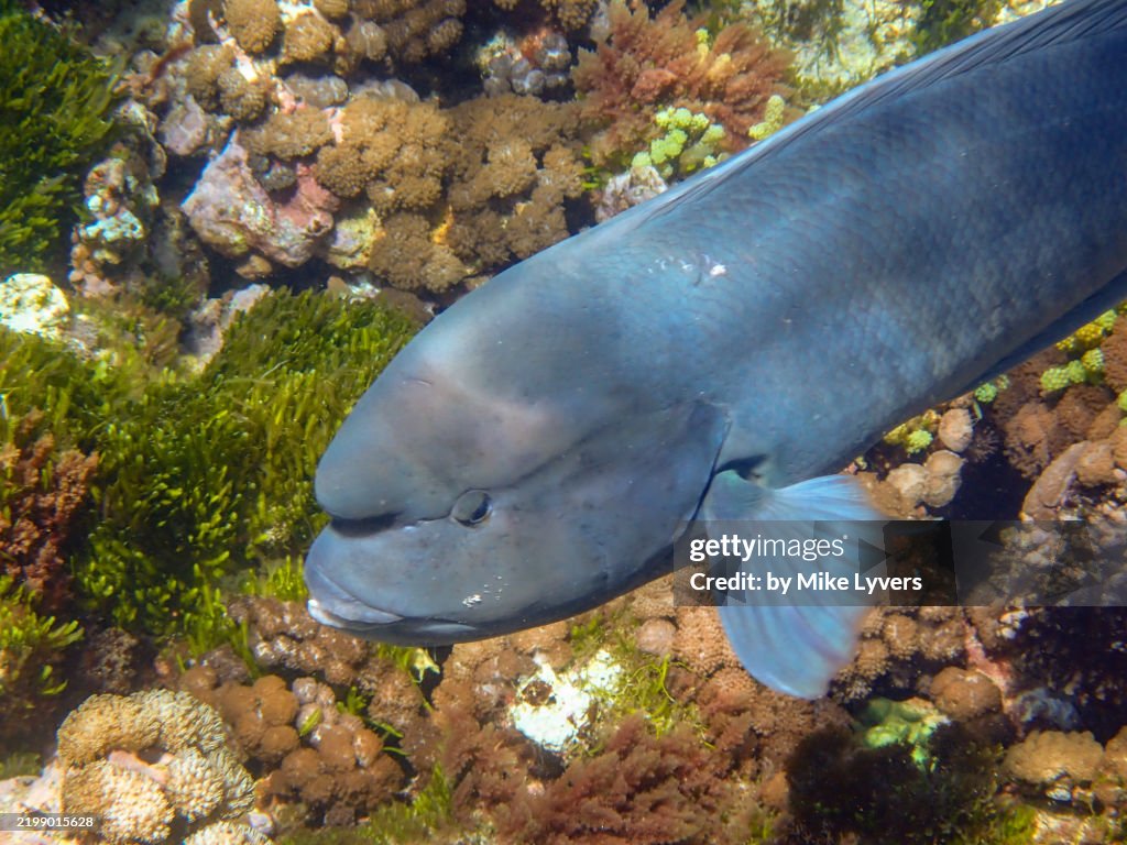 Blue Doubleheader Wrasse swimming over reef off Ned's Beach