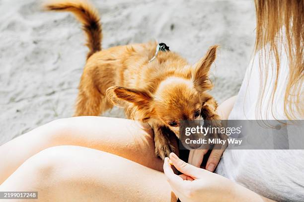 small brown dog standing on a woman’s leg while she sits on the sand, reaching to feed it. - tique brune du chien photos et images de collection