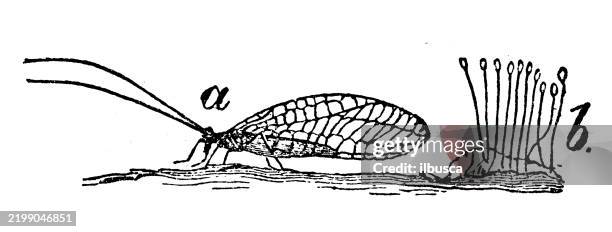 lacewing, chrysopa oculata - lacewing stock illustrations