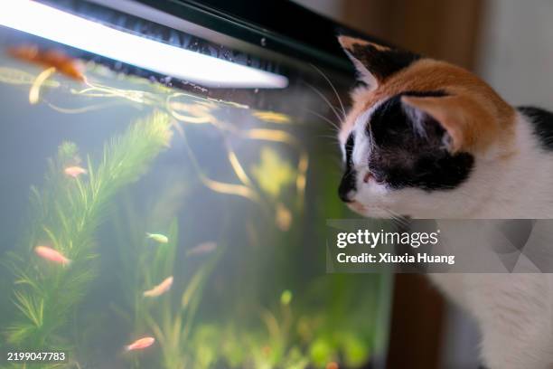 cat looking at fish in fish tank - cat in fish tank photos et images de collection