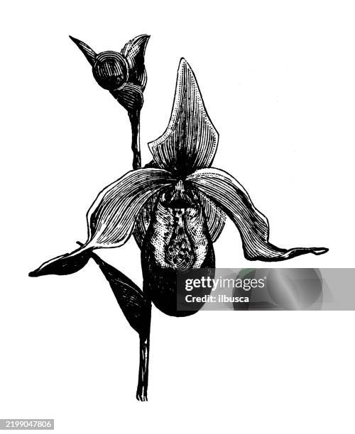 lady's slipper, cypripedium sedeni - lady slipper stock illustrations