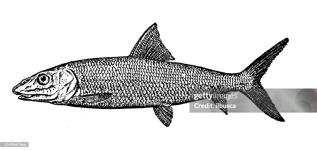 Ladyfish, Bonefish, Albula vulpes