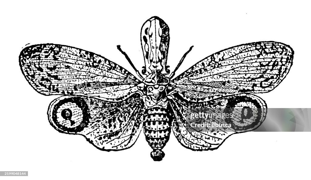 Lantern fly, Fulgora laternaria