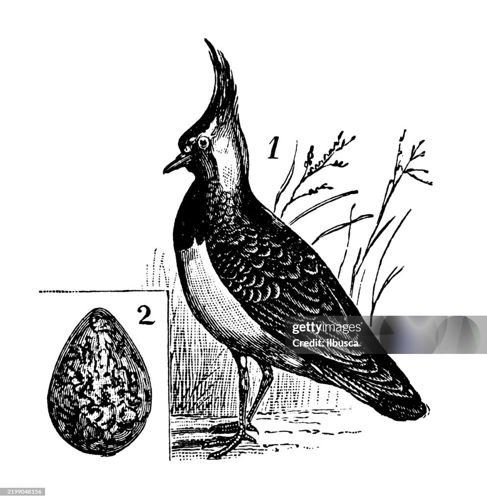 Lapwing, Vanellus cristatus