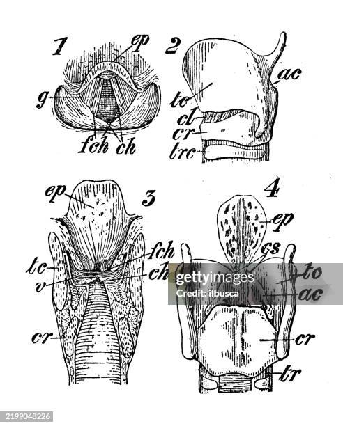larynx - larynx stock illustrations