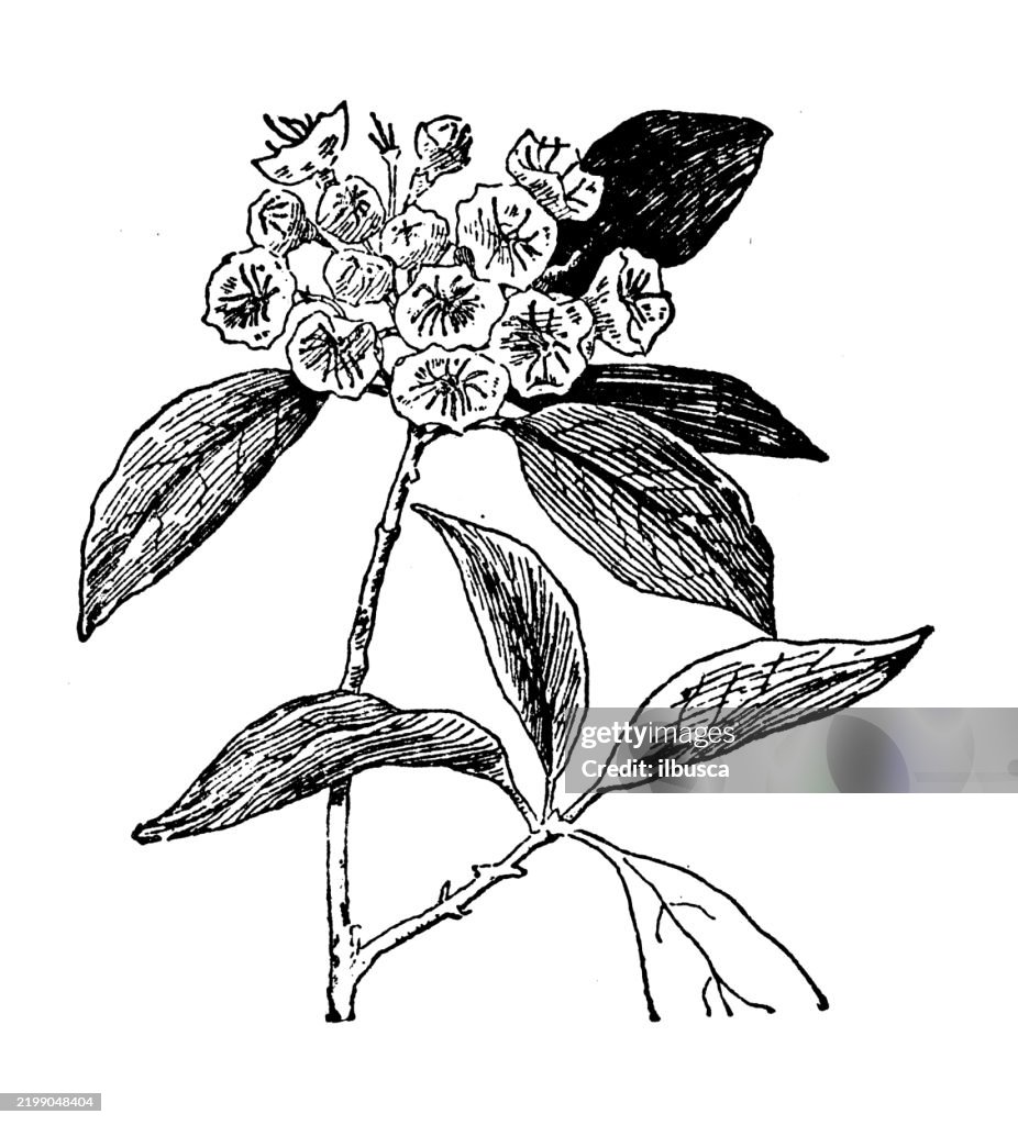 Mountain Laurel, Kalmia latifolia