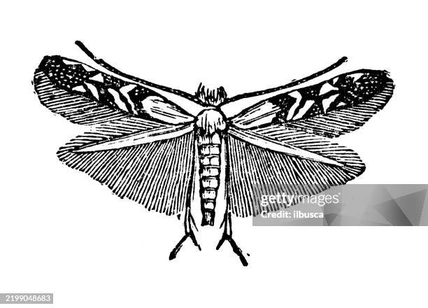 leaf-miner, lithocolletis hamadryadella - leafminer stock illustrations