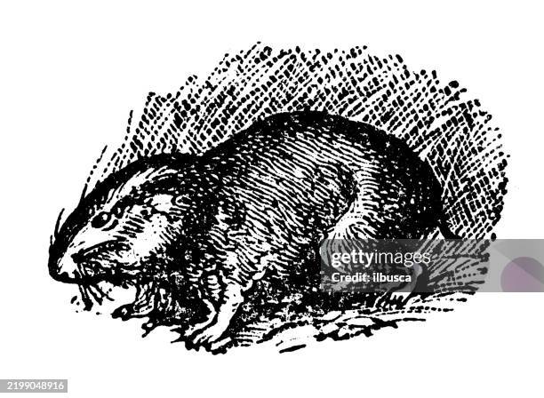 migratory lemming, myodes lemmus - bank vole stock illustrations