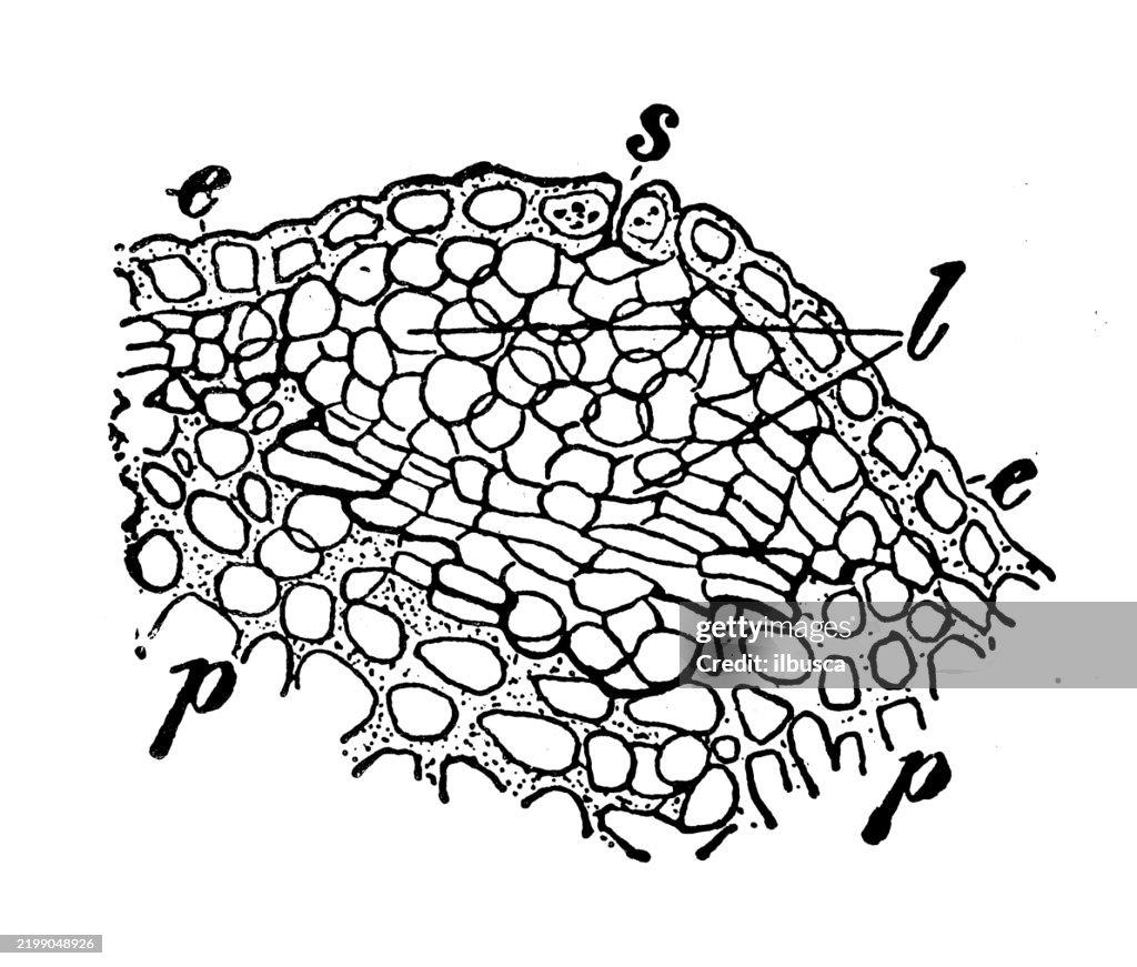 Lenticel of a birch, Betula alba