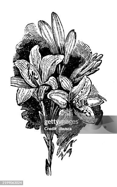 lily, lilium candidum - white lily illustration stock illustrations