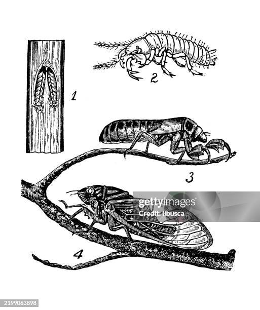 seventeen-year locust, cicada septendecim - cicada stock illustrations