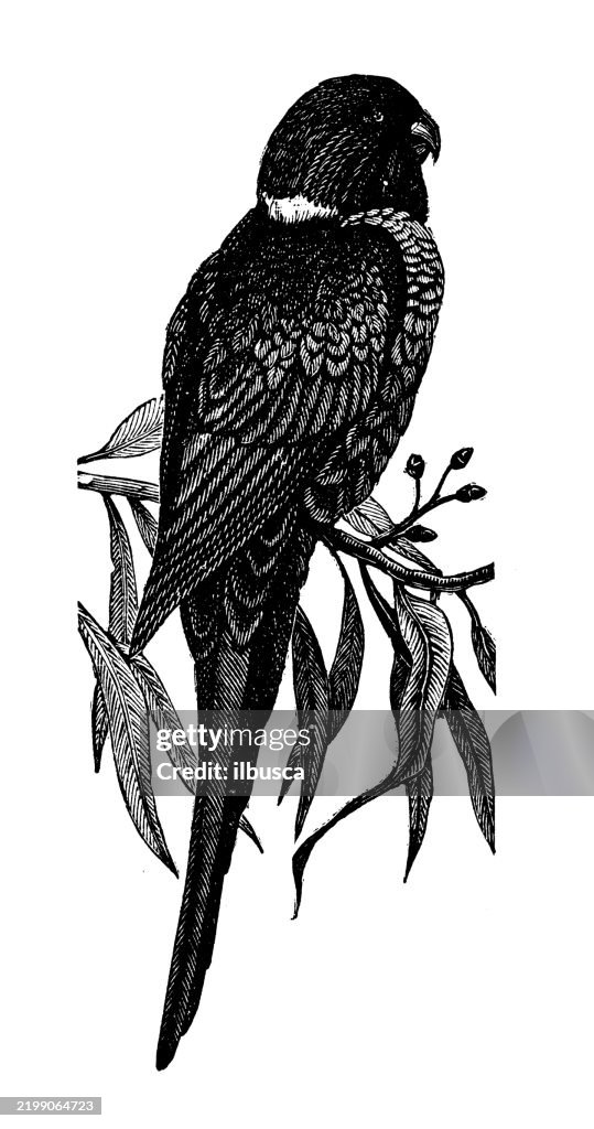 Lory, Trichoglossus novae hollandiae