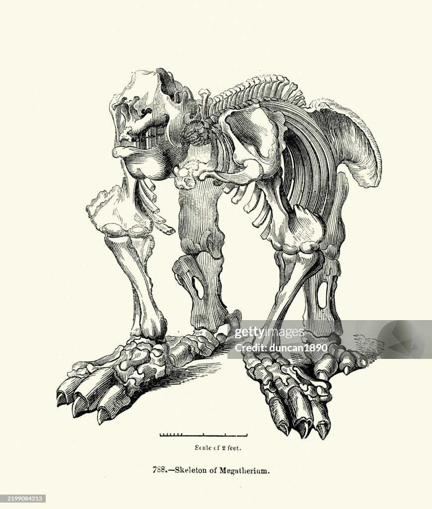 Skeleton of Megatherium sloth, an extinct genus of ground sloths, Early Pliocene, Animals, Wildilfe, Vintage woodcut print, 19th Century