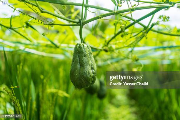 young chayote squash hanging on a tree - chayote squash stock pictures, royalty-free photos & images