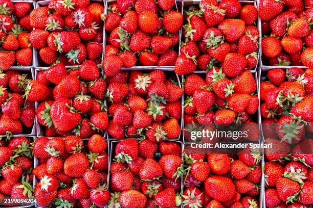 fresh strawberry for sale at farmer's market, full frame view - svensk sommar bildbanksfoton och bilder