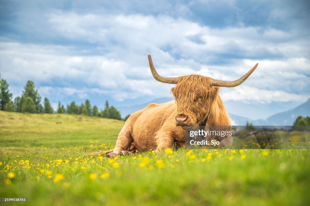 Scottish highland cattle resting on a pasature in the Alps