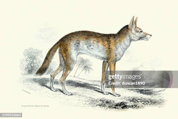 painted thous dog, wild dogs, animals, wildlife, vintage wildlife print, 19th century, the naturalists library by william jardine - african wild dog stock illustrations